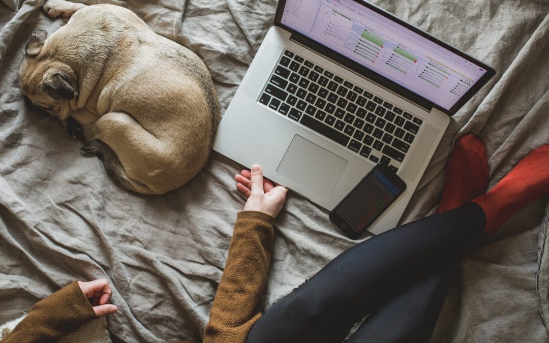 Pessoa trabalhando na cama com seu cachorro ao lado