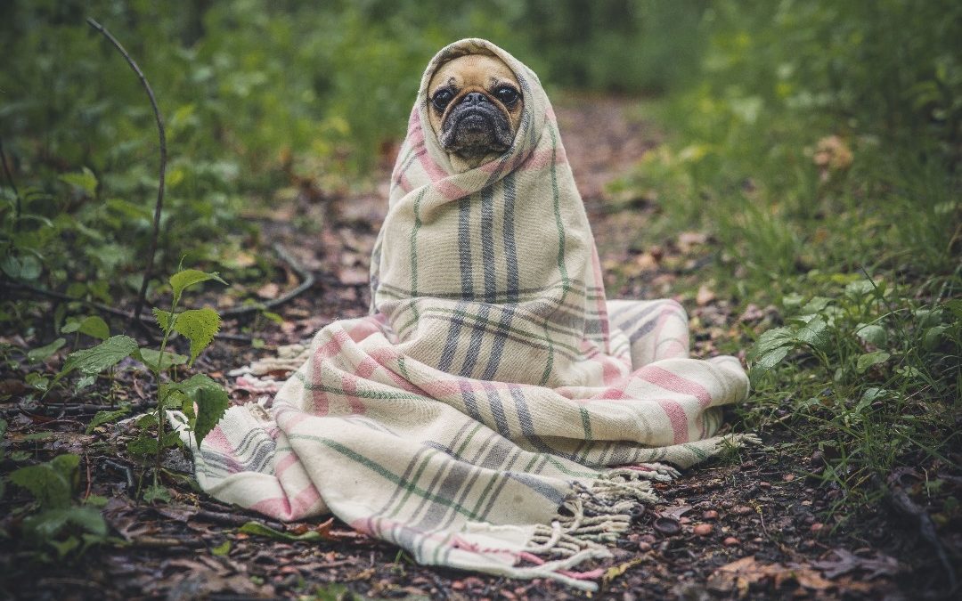 Cachorro enrolado no cobertor com insônia