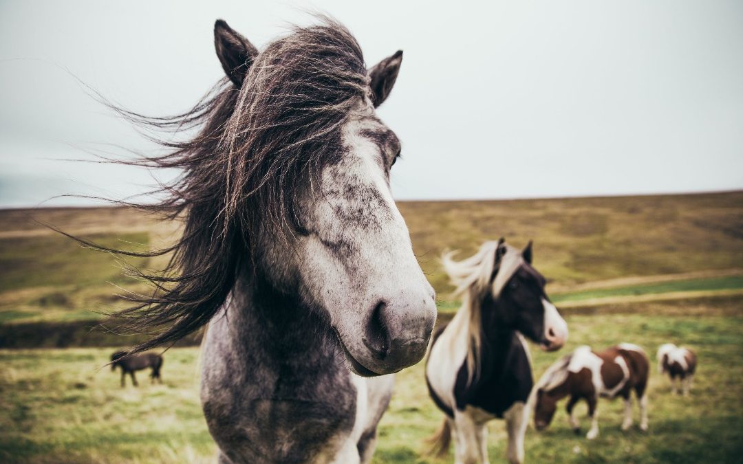 Cavalos em um campo aberto