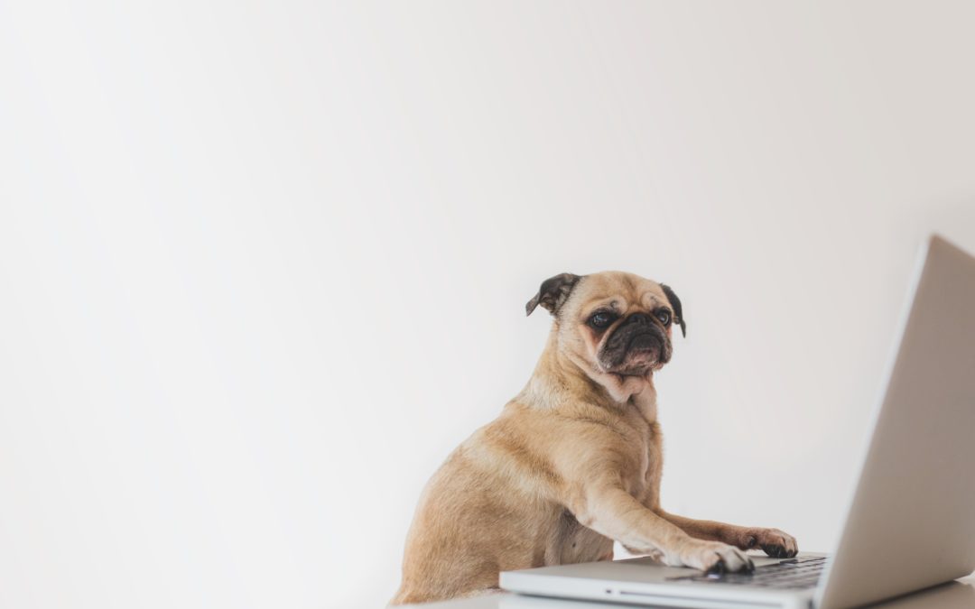 Cachorro sentado em frente ao computador
