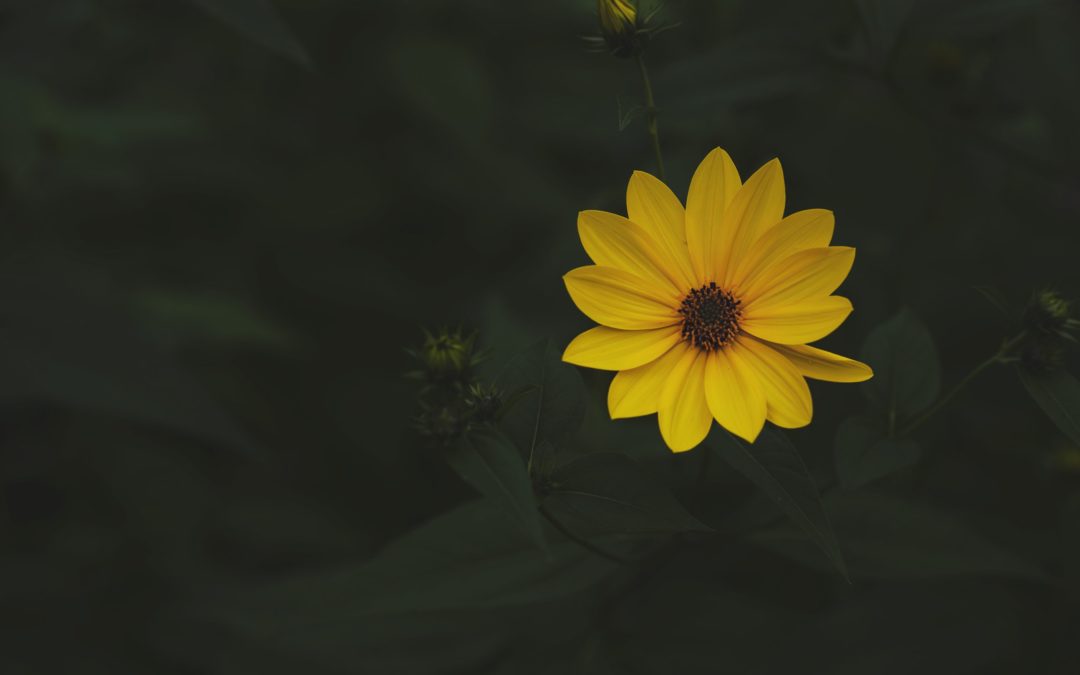Flor amarela na água