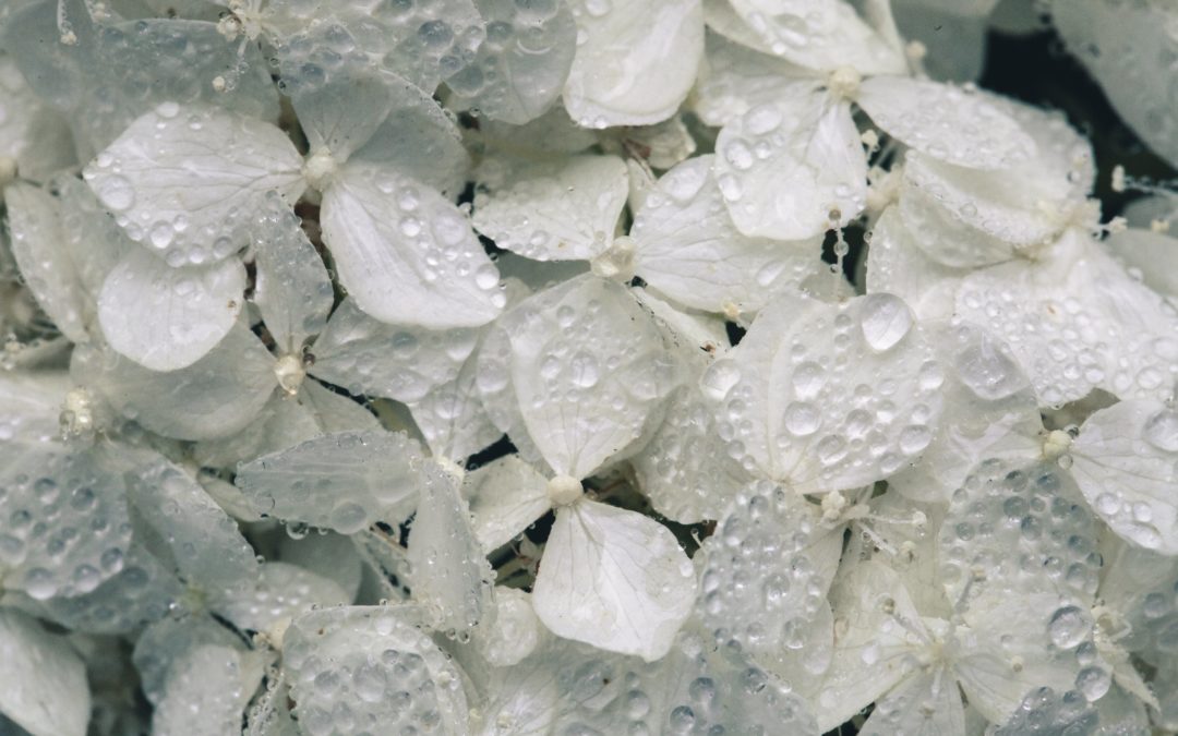 Pétalas de flores bancas na água simbolizando a tristeza pela carência afetiva