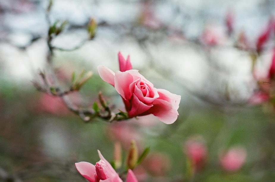 Flor cor-de-rosa